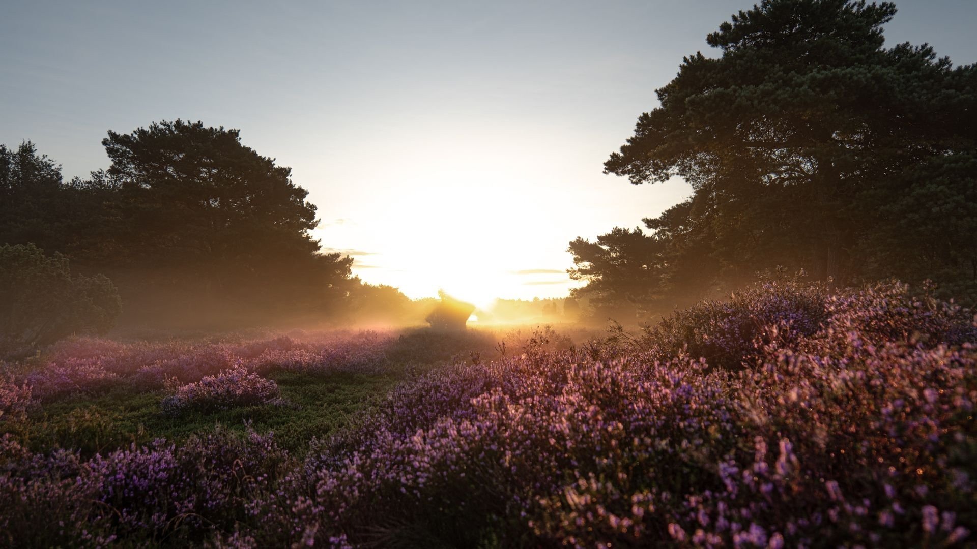 Natuurgebied de Duunsche Landen